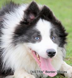 Arian, Slate blue male